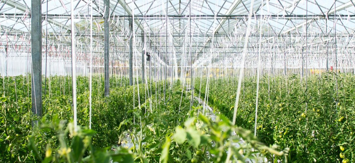 Infrascreen Greenhouse