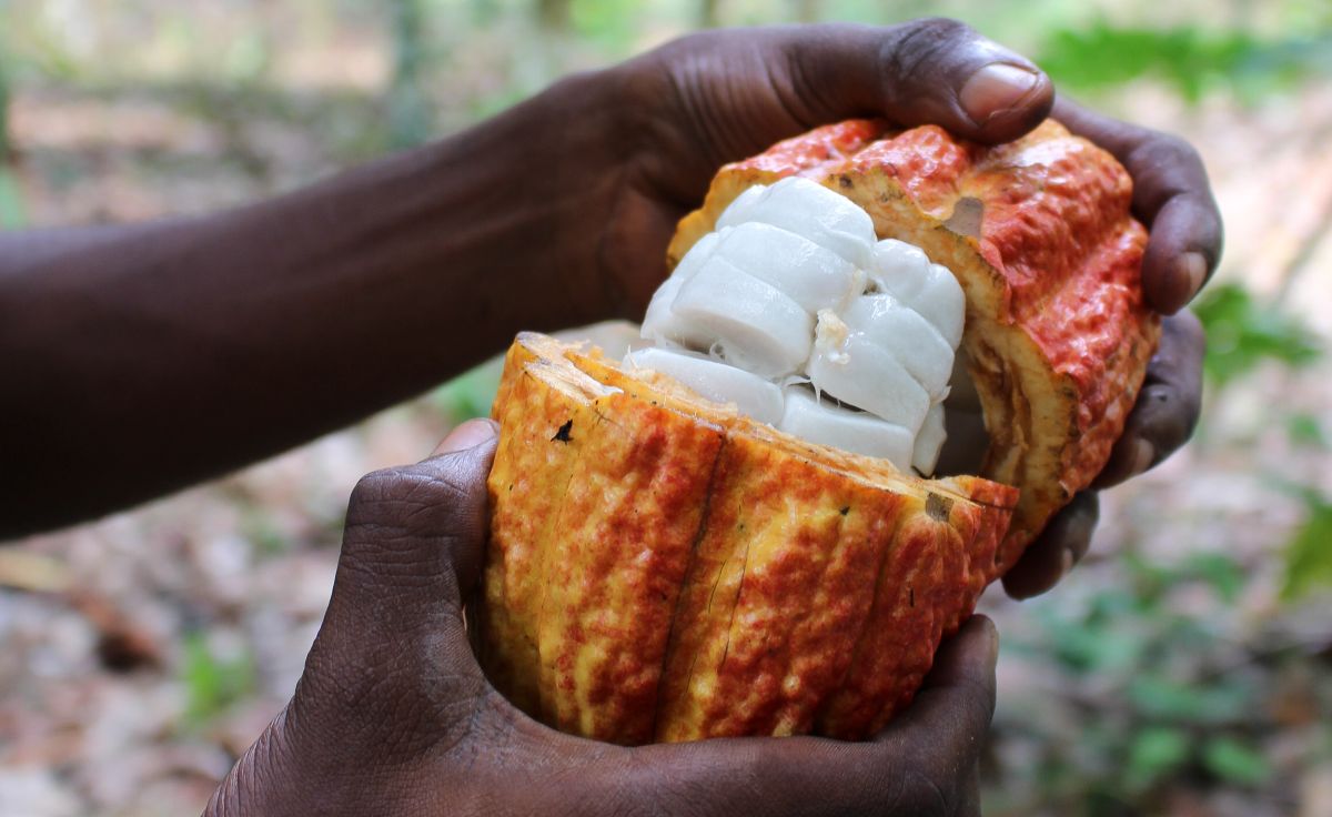Kakaofruchtfleisch