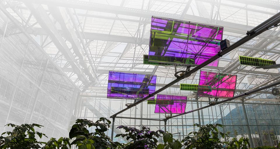 Voltiris PV modules in a greenhouse